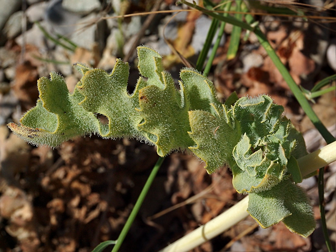 Изображение особи Glaucium flavum.