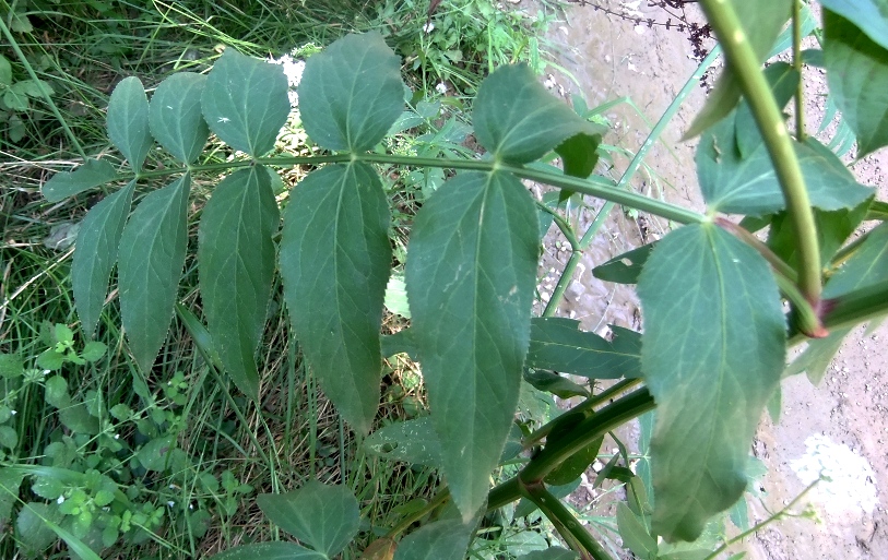 Изображение особи Sium latifolium.