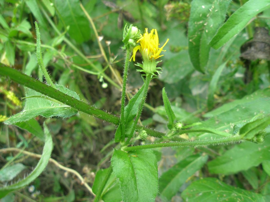 Image of Picris hieracioides specimen.