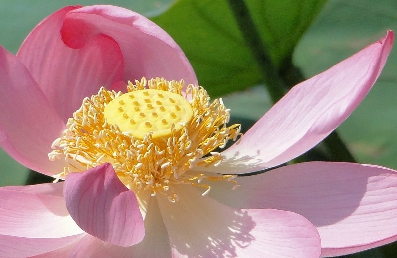 Image of Nelumbo caspica specimen.