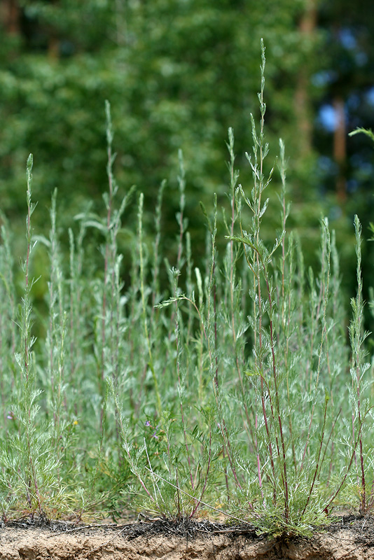 Image of Artemisia marschalliana specimen.