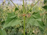 Atriplex micrantha