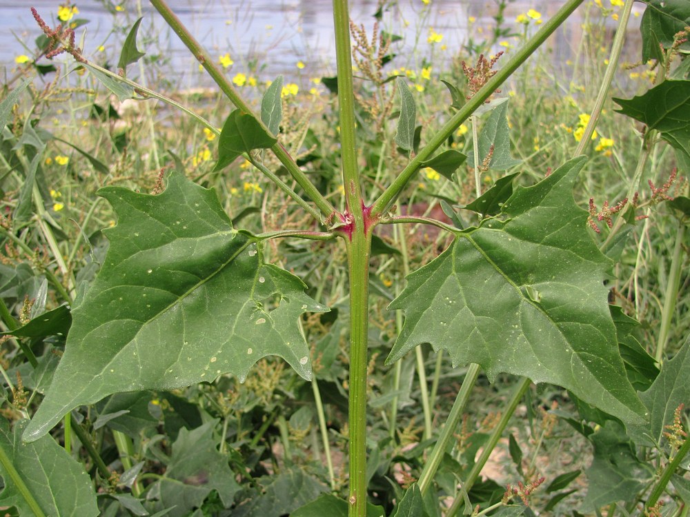 Image of Atriplex micrantha specimen.