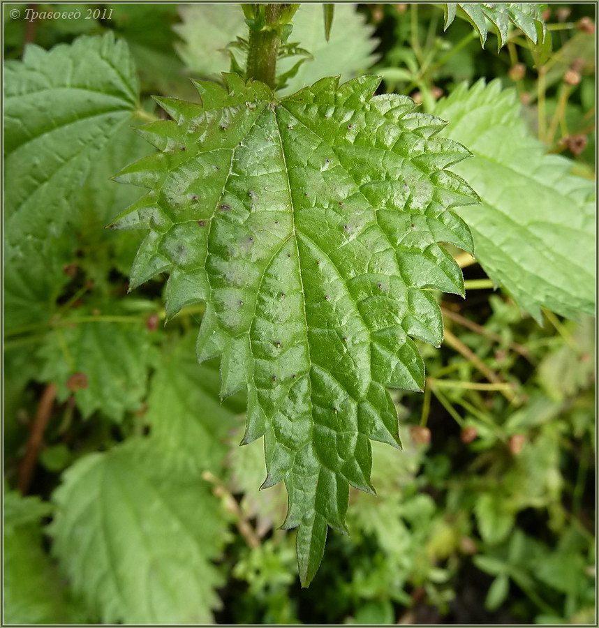 Изображение особи Urtica dioica.