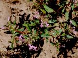 Chamaesphacos ilicifolius