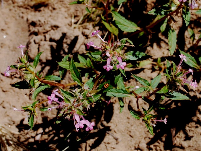 Изображение особи Chamaesphacos ilicifolius.