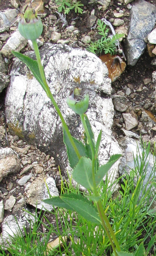 Изображение особи Platycodon grandiflorus.