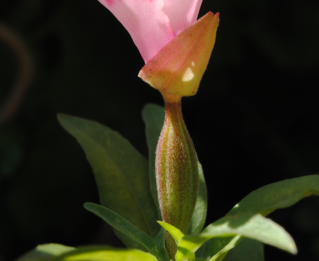 Изображение особи Clarkia amoena.