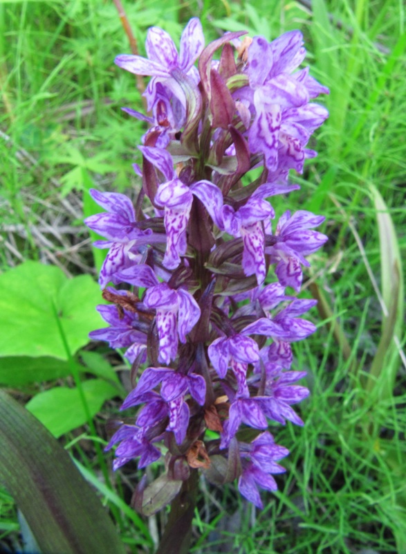 Изображение особи Dactylorhiza incarnata.