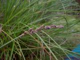 Carex paniculata. Соплодия со зрелыми плодами. Курская обл., г. Железногорск, вдхр. на р. Погарщина. 5 июля 2007 г.