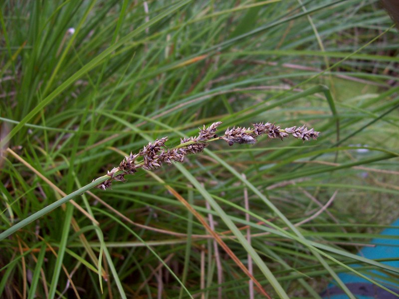 Изображение особи Carex paniculata.