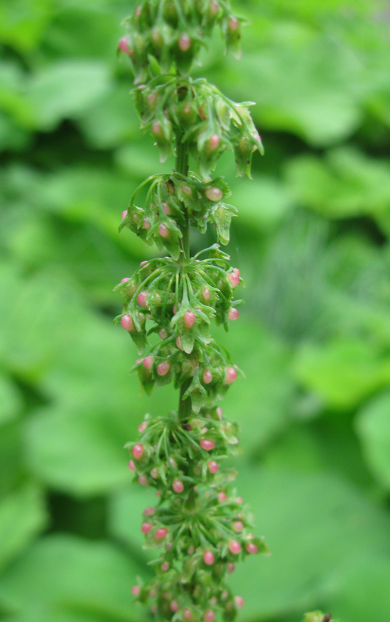 Image of Rumex sylvestris specimen.