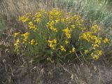 Tanacetum millefolium
