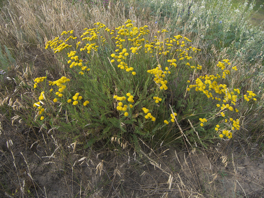 Image of Tanacetum millefolium specimen.