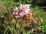 Bistorta officinalis