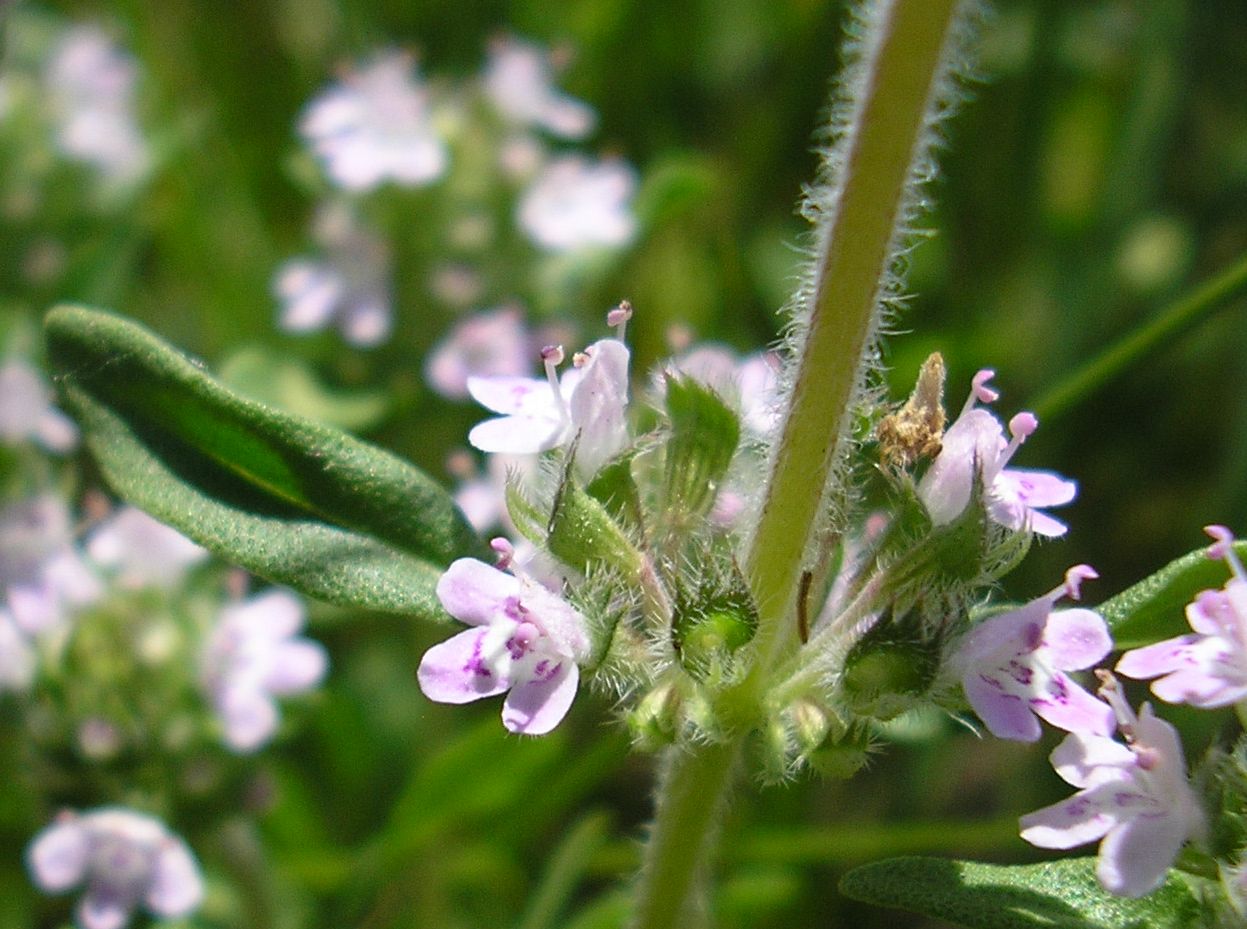 Изображение особи Thymus marschallianus.