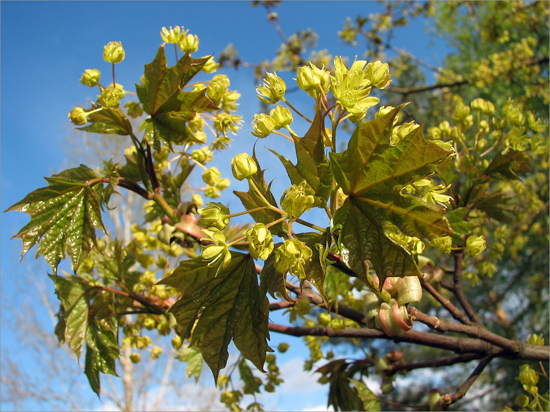 Изображение особи Acer platanoides.