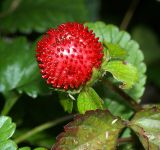 Duchesnea indica. Созревший плод. Московская обл., Раменский р-н, окр. дер. Хрипань, дачный участок. 06.08.2008.