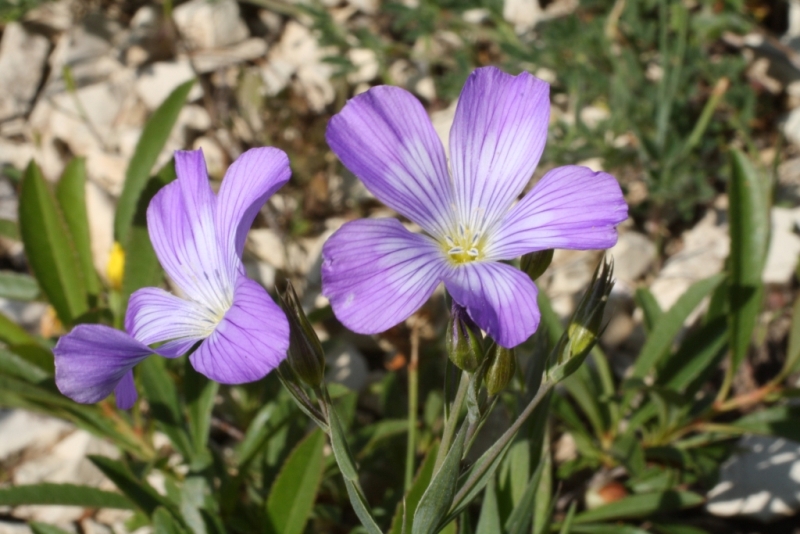 Изображение особи Linum nervosum.