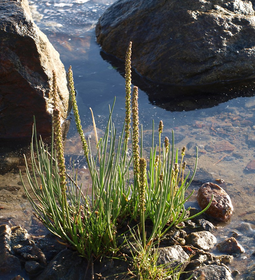 Image of Triglochin maritima specimen.