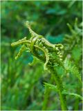 род Athyrium