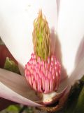 Magnolia × soulangeana