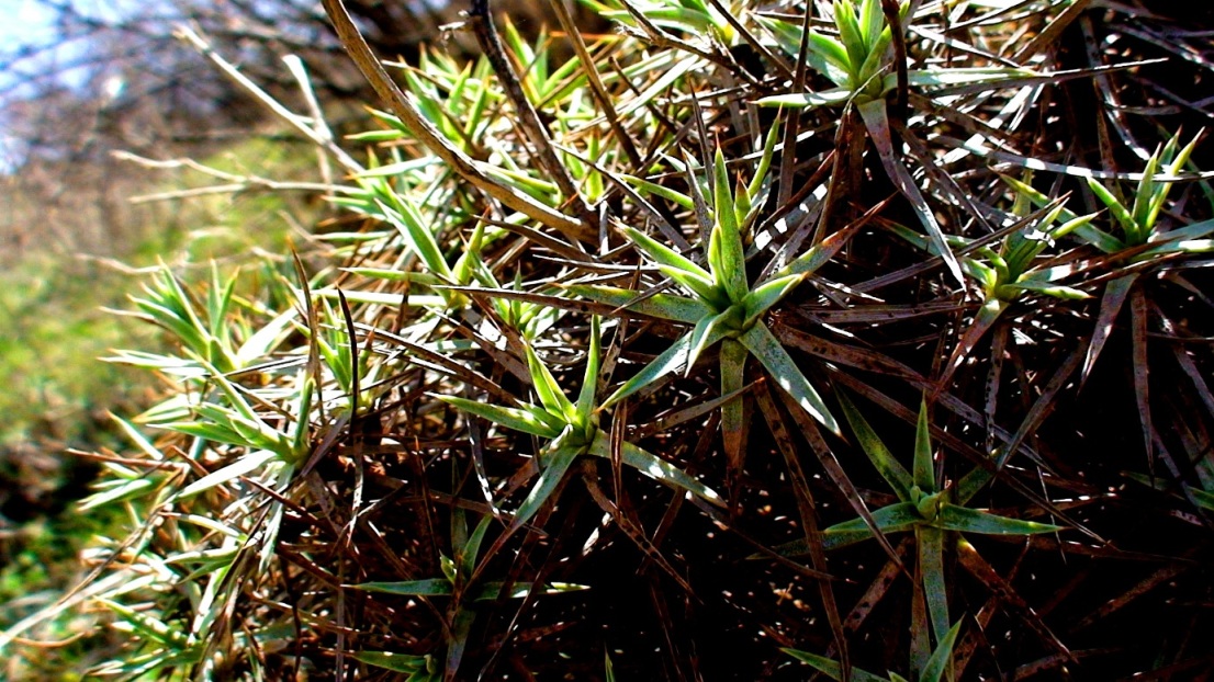 Image of genus Acantholimon specimen.