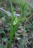 Cephalanthera longifolia. Растение с бутонами. Крым, Байдарская яйла, южный склон, дубовый лес. 26 апреля 2012 г.