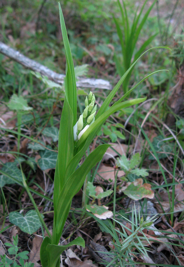 Image of Cephalanthera longifolia specimen.