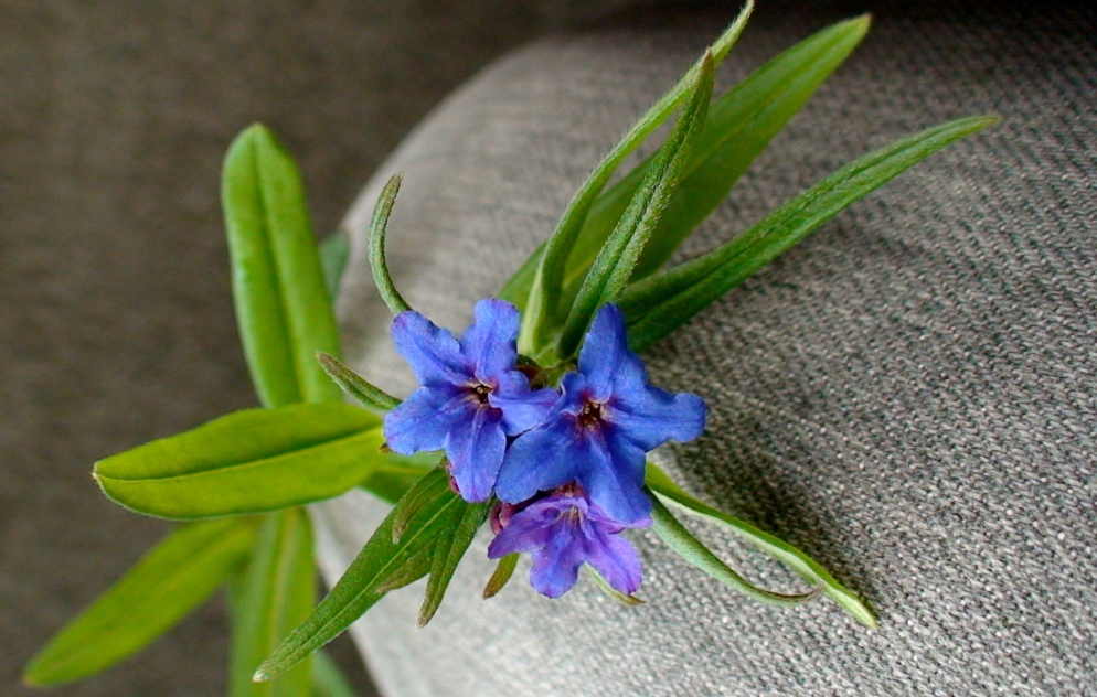 Image of Aegonychon purpureocaeruleum specimen.
