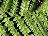 Dryopteris filix-mas