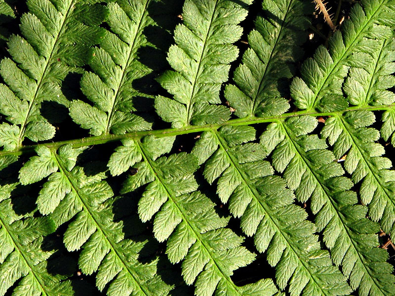 Image of Dryopteris filix-mas specimen.