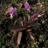 Erythronium variety rubinum