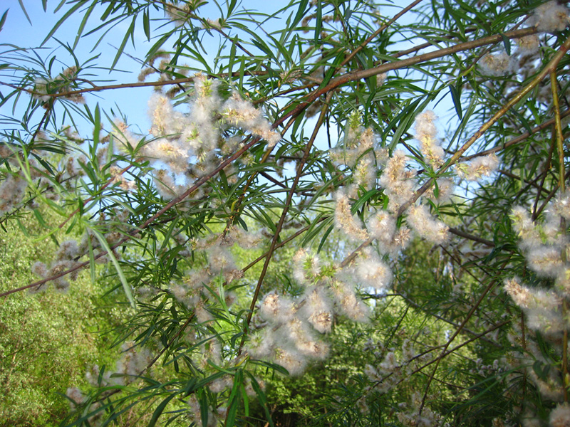 Image of Salix viminalis specimen.