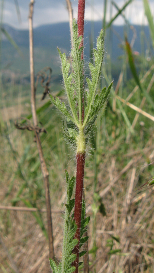 Image of Potentilla semilaciniosa specimen.