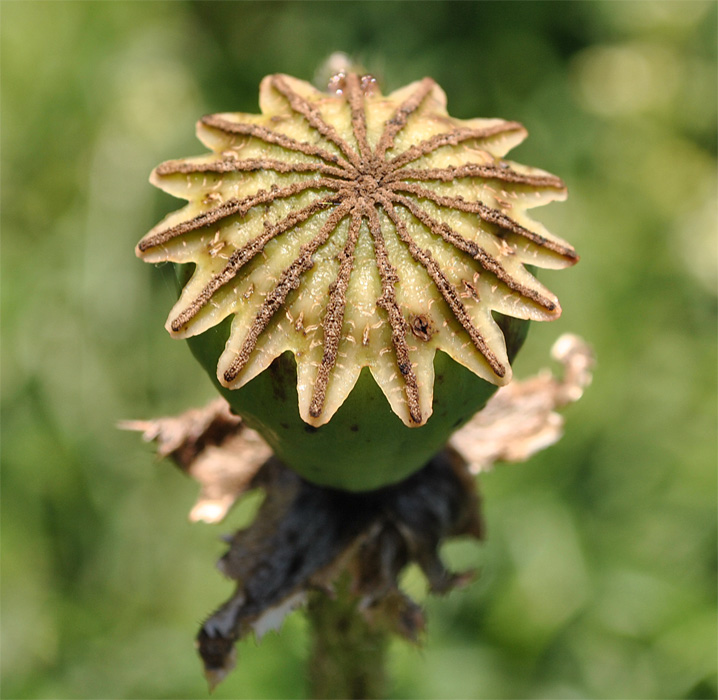 Image of Papaver bracteatum specimen.