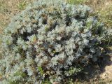 Astragalus arnacantha