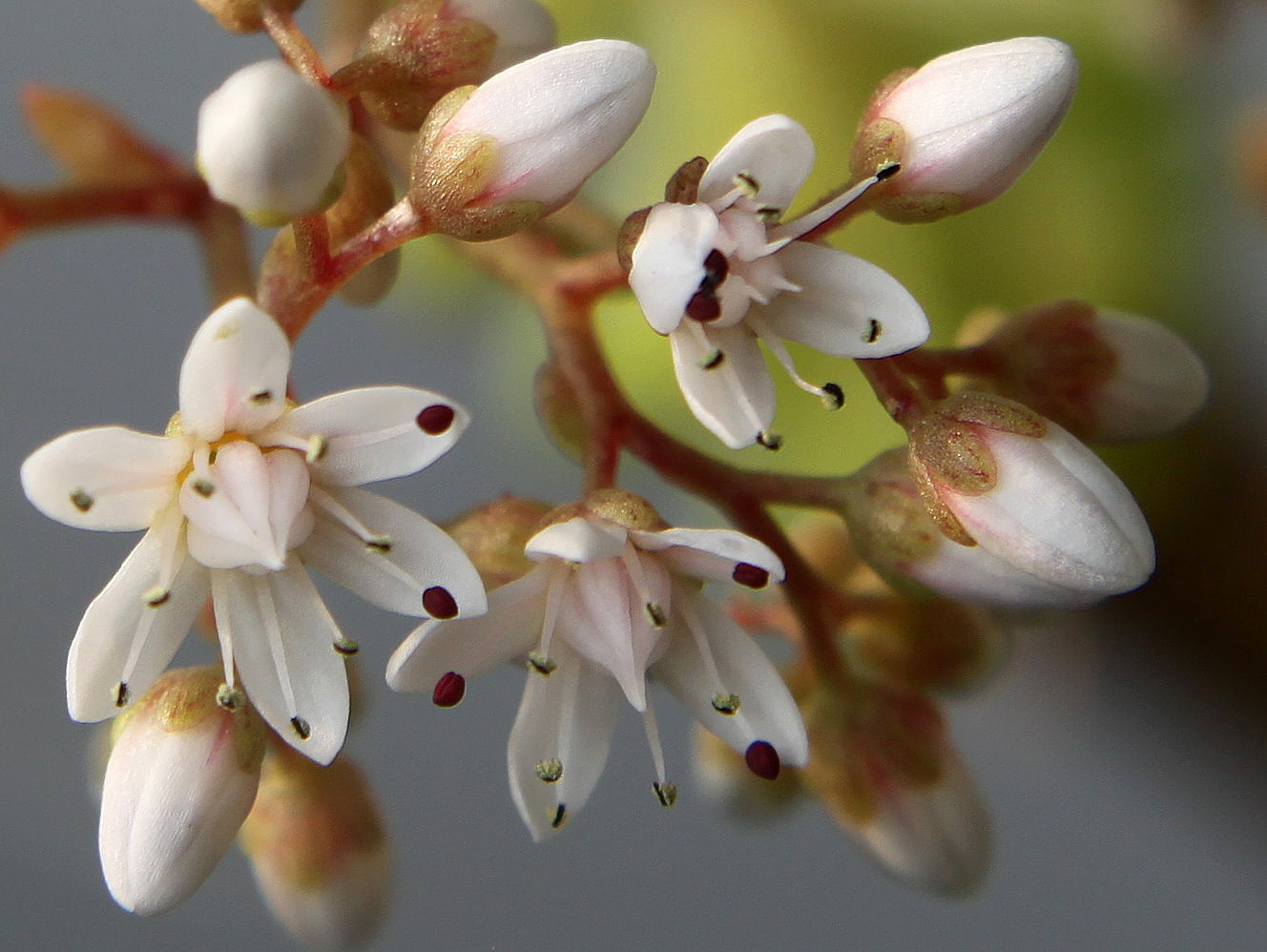 Изображение особи Sedum album.