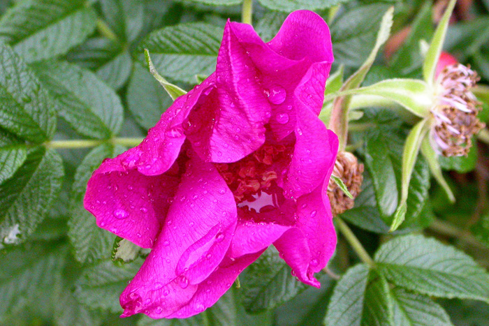 Изображение особи Rosa rugosa.