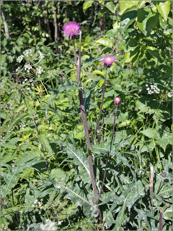 Image of Cirsium heterophyllum specimen.