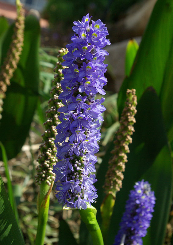 Изображение особи Pontederia cordata.