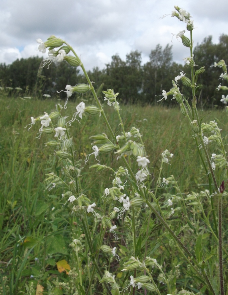 Изображение особи Silene dichotoma.