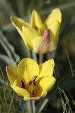 Tulipa lemmersii