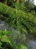 Equisetum sylvaticum