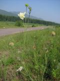 Scabiosa ochroleuca