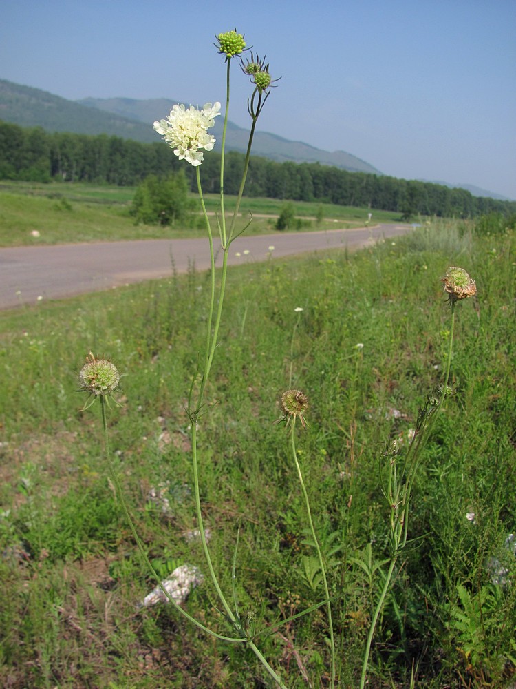 Изображение особи Scabiosa ochroleuca.