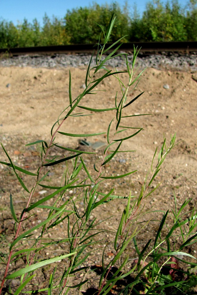 Изображение особи Artemisia dracunculus.