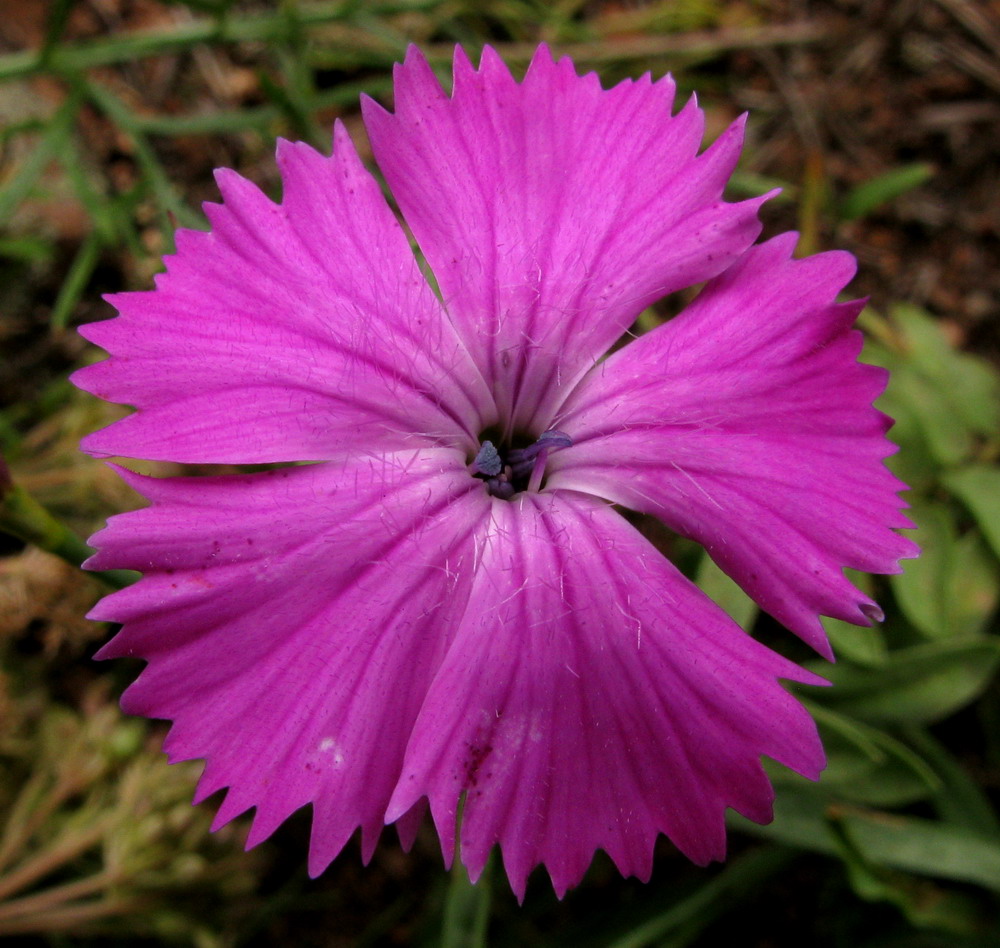 Image of Dianthus versicolor specimen.