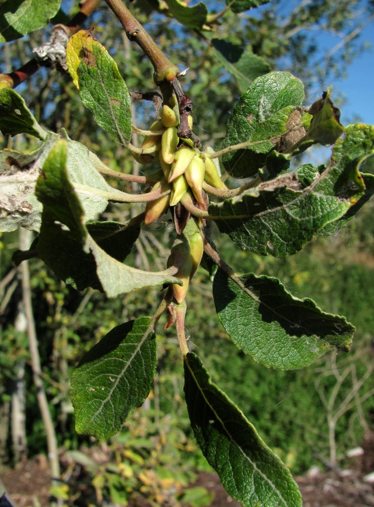 Изображение особи Salix caprea.