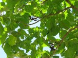 Paulownia tomentosa. Ветви с соплодиями. Австрия, Вена, парк Зигмунд-Фройд. 10.09.2012.